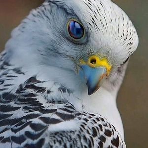 Meet your Posher, Gary